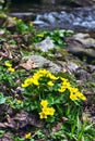 Small, yellow spring flowers in the mountains. Royalty Free Stock Photo