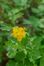 Small, yellow spring flowers in the mountains. Vesennik or Eranthis hyemalis near the river. The first spring flowers Royalty Free Stock Photo