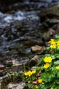 Small, yellow spring flowers in the mountains. Royalty Free Stock Photo