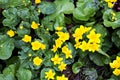 Small, yellow spring flowers in the mountains. Royalty Free Stock Photo