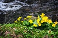 Small, yellow spring flowers in the mountains. Royalty Free Stock Photo