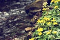 Small, yellow spring flowers in the mountains. Royalty Free Stock Photo