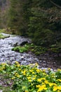 Small, yellow spring flowers in the mountains. Royalty Free Stock Photo