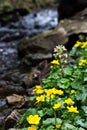 Small, yellow spring flowers in the mountains. Royalty Free Stock Photo