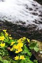 Small, yellow spring flowers in the mountains. Royalty Free Stock Photo