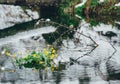 Small yellow spring flowers in the wild water in forest Royalty Free Stock Photo