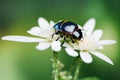 Small with yellow stripes on back of beetle on flower in nature. Royalty Free Stock Photo