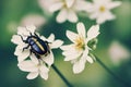 Small with yellow stripes on back of beetle on flower in nature.