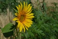 Small yellow Sunflower in the field close-up photo