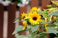 small yellow sunflowers bright sunny brown fence Royalty Free Stock Photo