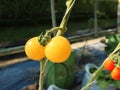 Small yellow tomato tree in the garden or farm Royalty Free Stock Photo