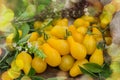 Small yellow tomatoes over wooden background. Closeup image  of yellow pear tomatoes Royalty Free Stock Photo