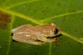 Small yellow tree frog from boophis family, madagascar Royalty Free Stock Photo