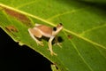 Small yellow tree frog from boophis family, madagascar Royalty Free Stock Photo