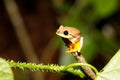 Small yellow tree frog from boophis family, madagascar Royalty Free Stock Photo