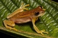 Small Yellow Tree Frog