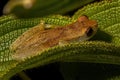 Small Yellow Tree Frog