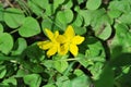 Small yellow two flowers on bright green leaves background Royalty Free Stock Photo