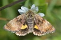 Small yellow underwing moth (Panemeria tenebrata) with hindwings visible