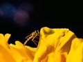 Small yellow wasp, hover fly on a yellow flower Royalty Free Stock Photo