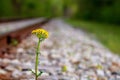Small yellow weed flower growing out of gravel next to deserted railroad tracks