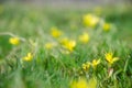 Small yellow flowers of Gagea minima. Spring blurred background Royalty Free Stock Photo