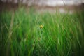 Small yellow wildflower growing among tall grasses near a serene lake. Royalty Free Stock Photo