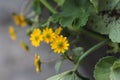 A tiny yellow wildflower