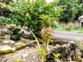 A Small Baby Pineapple Grows In The Yard Royalty Free Stock Photo