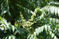 Small yellowish flowers of Ailanthus altissima