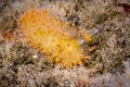 Colorful nudibranch in California