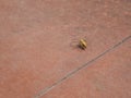Small yellowish spider on a tile Royalty Free Stock Photo