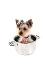 Small Yorkie Dog In The Pot