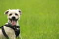 Small yorkie shih-tzu dog panting in grass with copy space