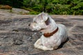 Small yorkie shih-tzu known as a shorkie dog panting in grass wi