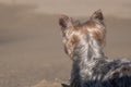 Small Yorkshire Terrier dog on beach from behind, looking away from camera. Back of head Royalty Free Stock Photo