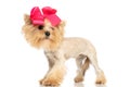 Small yorkshire terrier dog looking away, wearing a red bow Royalty Free Stock Photo