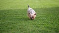 Small Yorkshire terrier dog running on grass in slow motion