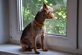 Small Yorkshire terrier dog sits on windowsill and looks out the window waiting for its owner. A bored, sad pet. Concept: pet care