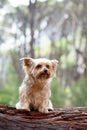 A small Yorkshire terrier dog, sitting on a log in a forest. Royalty Free Stock Photo