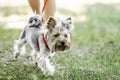 A small Yorkshire Terrier dog on a walk with its owner at summer day