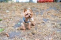 Yorkshire Terrier on a leash in the park. Selective focus. Royalty Free Stock Photo