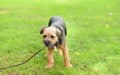 Small Yorkshire terrier in the park