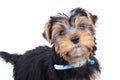 Small yorkshire terrier puppy looks up