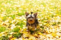A small Yorkshire terrier puppy sits on a leash on an autumn lawn with fallen leaves. Cute dog for a walk Royalty Free Stock Photo