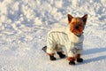 Small yorkshire terrier in suit on winter walk Royalty Free Stock Photo