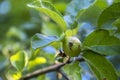 Small young apple growing on a tree