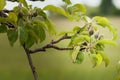 small young apples growing