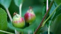 small young apples growing on a tree in orchard Royalty Free Stock Photo