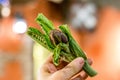 Small young artichoke